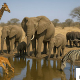 Wilde Tiere Wasserloch AI generated
